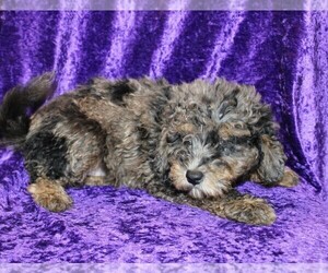 Goldendoodle (Miniature) Puppy for sale in BLOOMINGTON, IN, USA