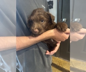 Medium F2 Aussiedoodle