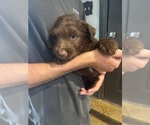 Puppy Sandy F2 Aussiedoodle