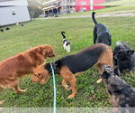 Small #1 Coonhound Mix
