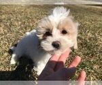 Small Photo #2 Maltipoo Puppy For Sale in IRVINGTON, KY, USA