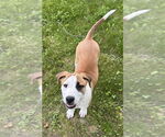 Small #12 Labrador Retriever Mix