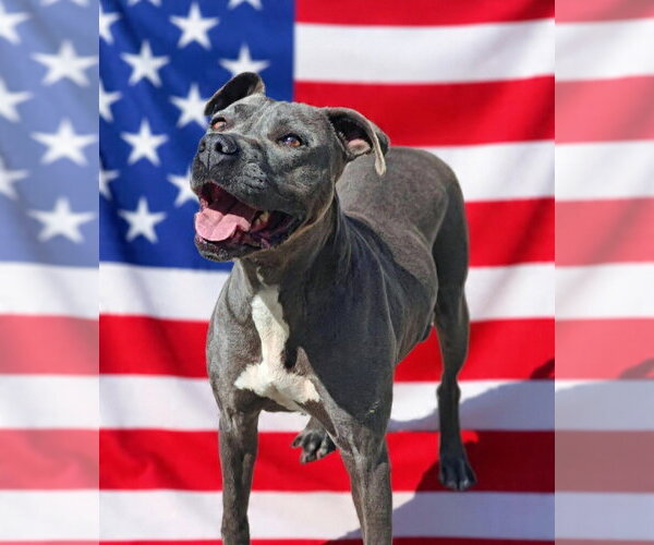 Medium Photo #6 Mutt Puppy For Sale in Talladega, AL, USA