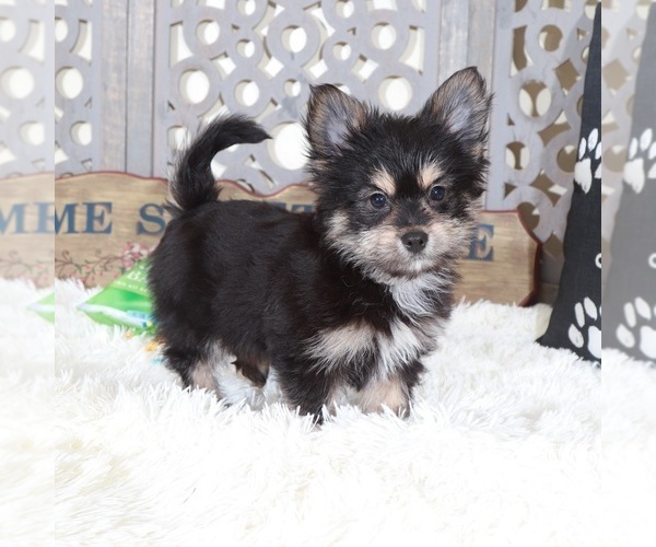 Medium Photo #2 Yoranian Puppy For Sale in MOUNT VERNON, OH, USA