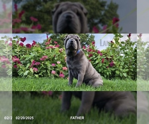 Father of the Cocker-Pei puppies born on 04/30/2025