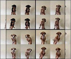 Chiweenie Puppy for sale in EXETER, CA, USA