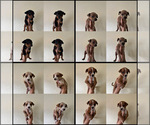 Image preview for Ad Listing. Nickname: Puppies