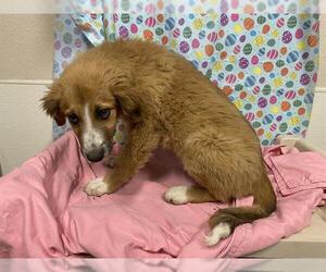 Border Collie Dogs for adoption in Modesto, CA, USA