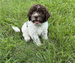 Small Photo #10 Lagotto Romagnolo Puppy For Sale in SPRING CITY, TN, USA