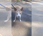 Small #2 Chihuahua