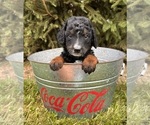 Small #3 Bernedoodle (Miniature)