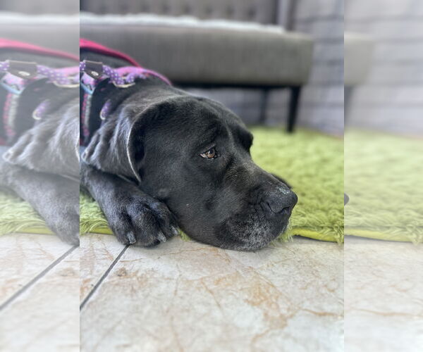 Medium Photo #5 Mutt Puppy For Sale in Goodyear, AZ, USA