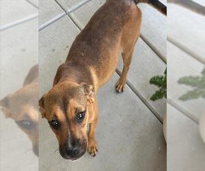 Mutt Dogs for adoption in HESPERIA, CA, USA