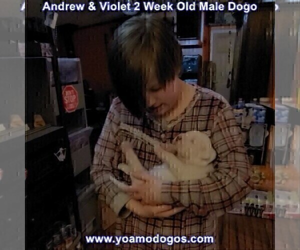 Medium Photo #30 Dogo Argentino Puppy For Sale in JANE, MO, USA