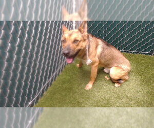 German Shepherd Dog-Unknown Mix Dogs for adoption in Downey, CA, USA