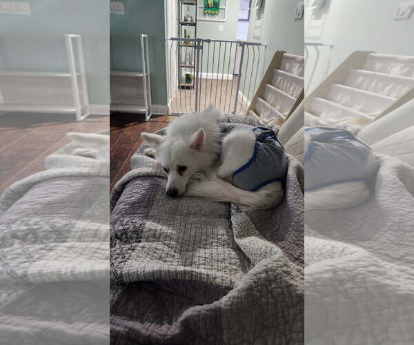 Medium Photo #1 American Eskimo Dog Puppy For Sale in Strongsville, OH, USA