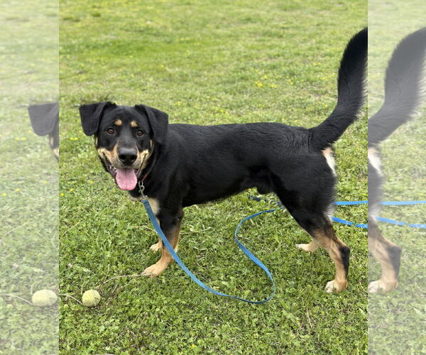 Medium Photo #2 Rottweiler Puppy For Sale in Virginia Beach, VA, USA