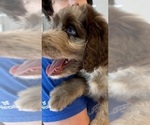 Puppy Chewie Aussiedoodle