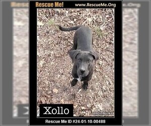Labrador Retriever-Unknown Mix Dogs for adoption in Batesville, AR, USA