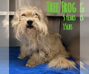 Mutt Dogs for adoption in Woodbury, NY, USA