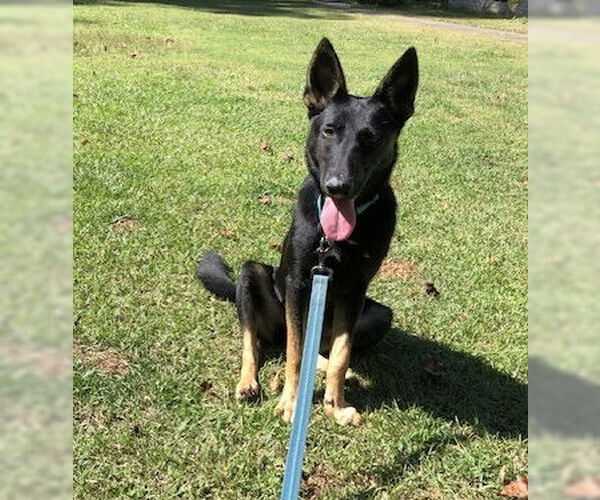 Medium Photo #2 German Shepherd Dog Puppy For Sale in Rocky Point, NC, USA