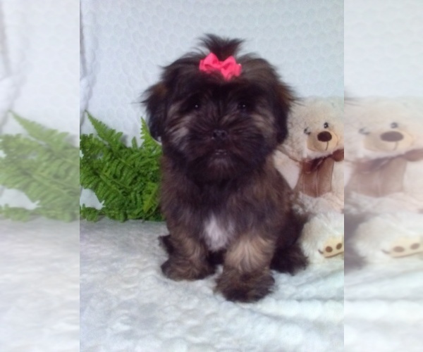 Medium Photo #3 Shorkie Tzu Puppy For Sale in SUGARCREEK, OH, USA