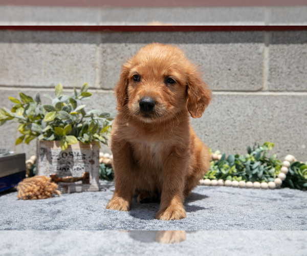 Medium Photo #34 Golden Retriever Puppy For Sale in WOLCOTTVILLE, IN, USA