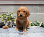 Puppy Doc Golden Retriever