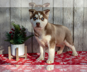Siberian Husky Litter for sale in LANCASTER, PA, USA