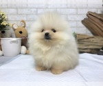 Small Photo #3 Pomeranian Puppy For Sale in CHICAGO, IL, USA