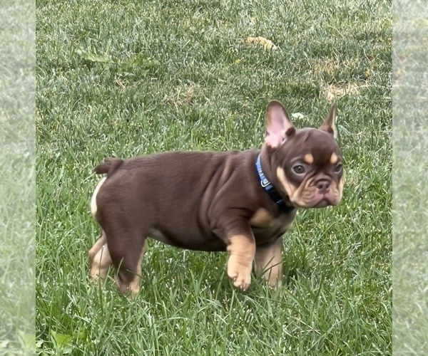 Medium Photo #3 French Bulldog Puppy For Sale in BRIGHTON, CO, USA