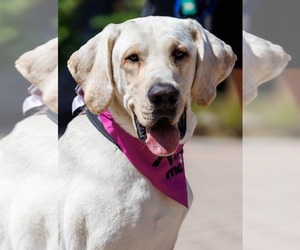 Labrador Retriever-Unknown Mix Dogs for adoption in San Diego, CA, USA