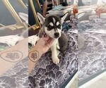 Small #4 Huskies  Mix