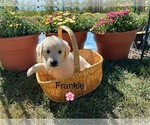 Puppy Frankie Golden Retriever