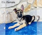 Small Photo #8 German Shepherd Dog Puppy For Sale in OCALA, FL, USA