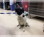 Small Photo #1 Border Collie-Unknown Mix Puppy For Sale in Riverside, CA, USA