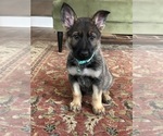 Small #1 German Shepherd Dog