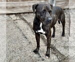 Small Labrador Retriever-Plott Hound Mix