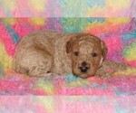 Small #1 Miniature Labradoodle