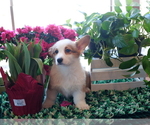 Small Photo #2 Pembroke Welsh Corgi Puppy For Sale in SPRINGFIELD, MO, USA