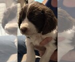 Puppy Ellie English Springer Spaniel