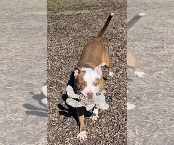 Medium Photo #8 American Pit Bull Terrier-Unknown Mix Puppy For Sale in Virginia Beach, VA, USA
