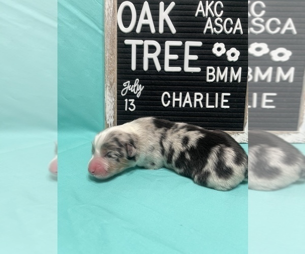Medium Photo #4 Australian Shepherd Puppy For Sale in TECUMSEH, OK, USA
