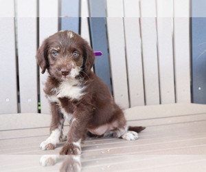 Miniature Labradoodle Puppy for sale in SHILOH, OH, USA