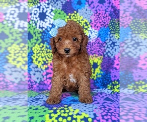 Cock-A-Poo Puppy for sale in NOTTINGHAM, PA, USA