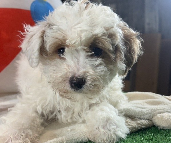 Medium Photo #1 Poodle (Toy) Puppy For Sale in CANOGA, NY, USA