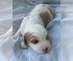 Puppy Twix Cavapoo