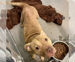 American Staffordshire Terrier Dogs for adoption in Tavares, FL, USA