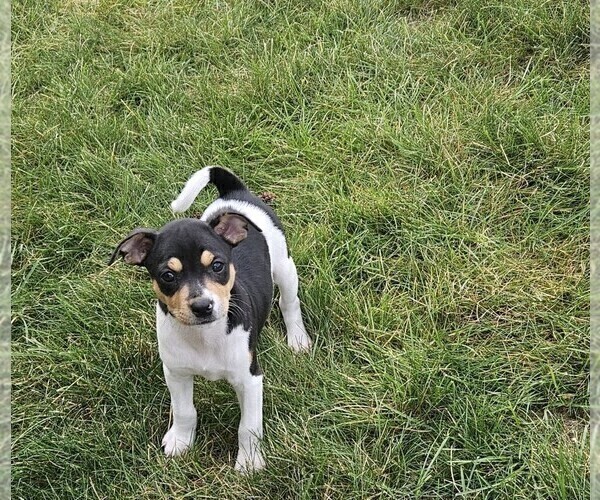 Medium Photo #4 Rat Terrier Puppy For Sale in ELLENSBURG, WA, USA