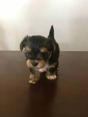 Morkie Puppy for sale in DESERT HOT SPRINGS, CA, USA